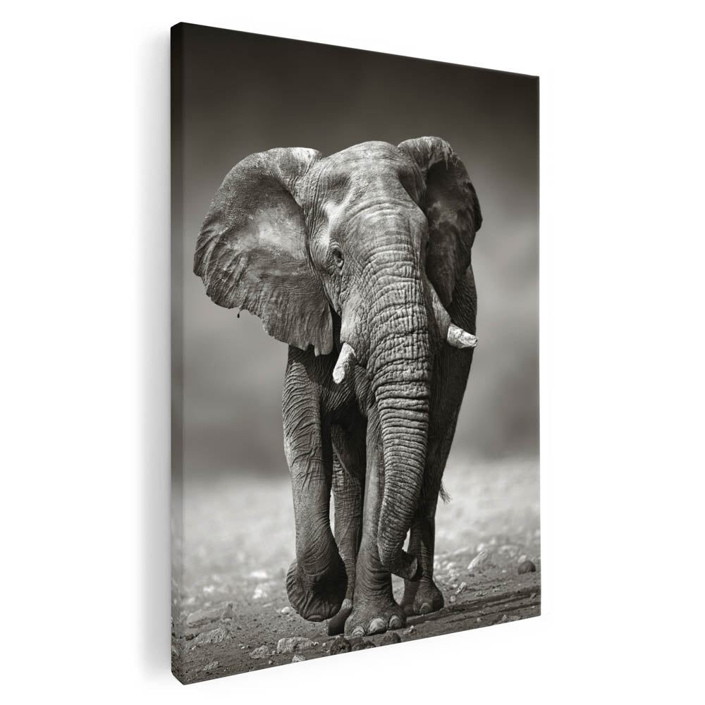 Tablou Canvas - African Elephant