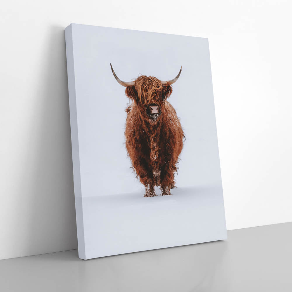 Tablou Canvas - Highland Cow