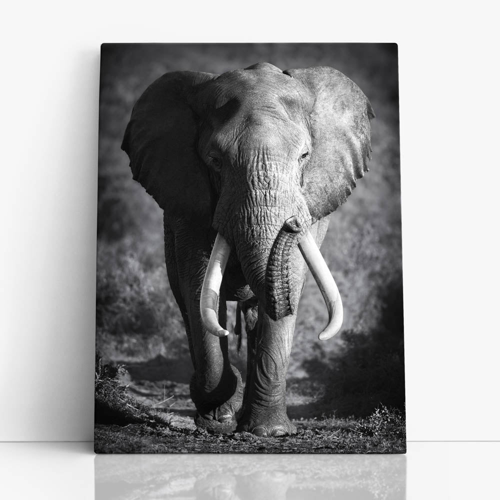 Tablou Canvas - Elephant Bull