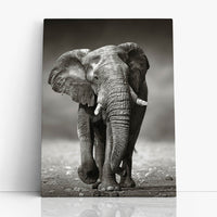 Thumbnail for Tablou Canvas - African Elephant