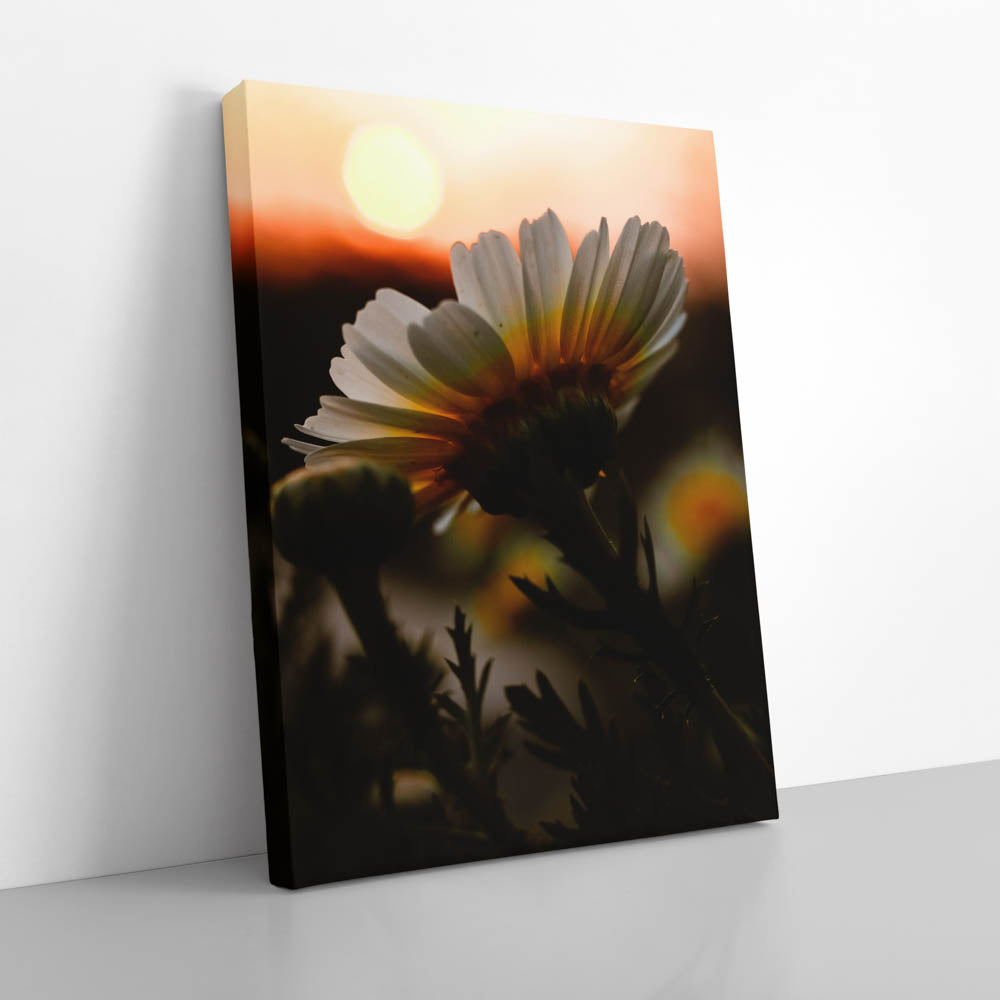 Tablou Canvas - Apus de floare