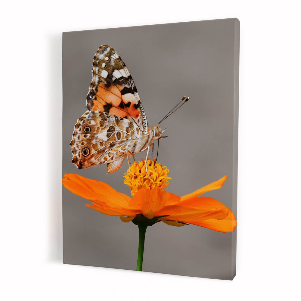 Tablou Canvas - Butterfly Sign