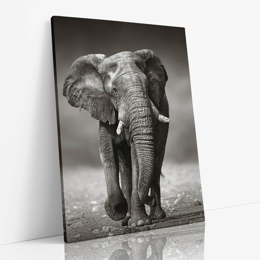 Tablou Canvas - African Elephant