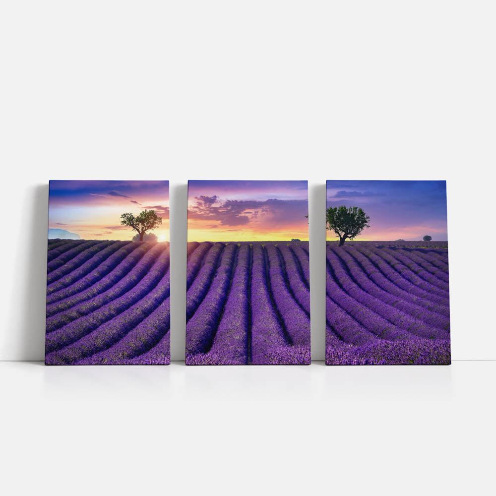 Tablou Multicanvas 3 Piese - Lavender Field at Sunset